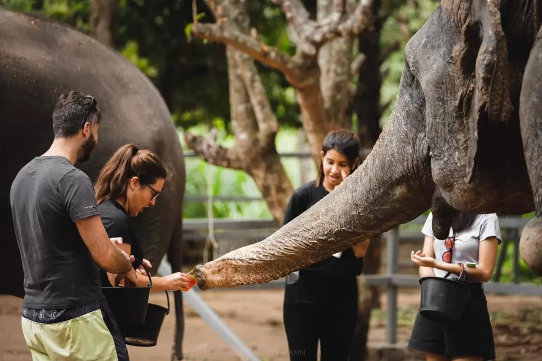 Elephant Jungle Sanctuary Experience in Koh Samui