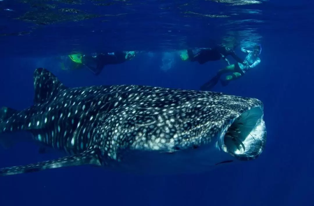 Deluxe Whale Shark Swim in Exmouth