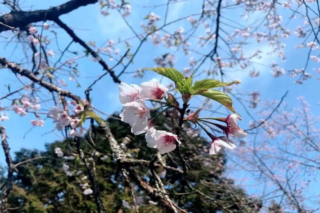 阿里山 日帰りツアー（嘉義発）