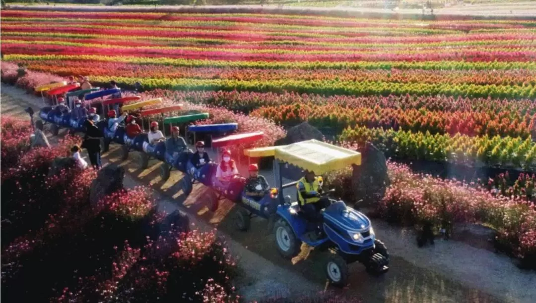 Goseokjeong Flower Field/Cheorwon Historical Day tour 