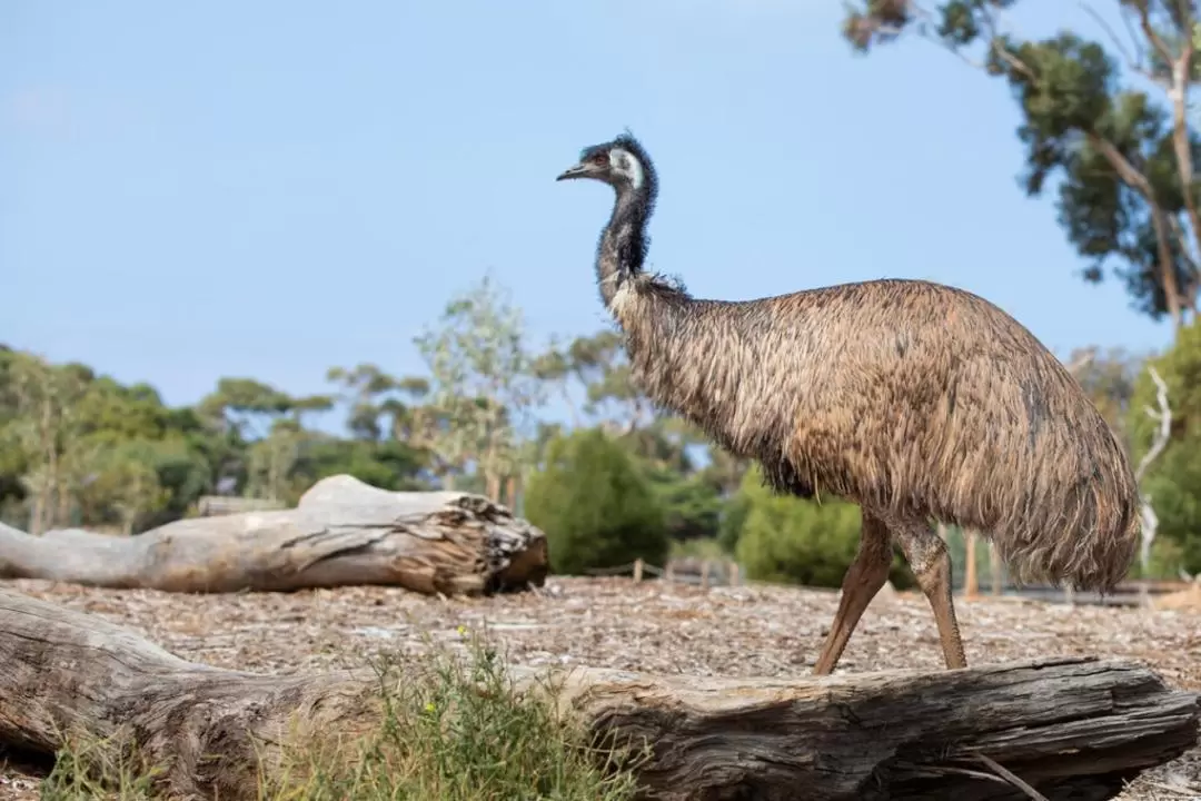 威瑞比野生動物園親近澳洲動物體驗