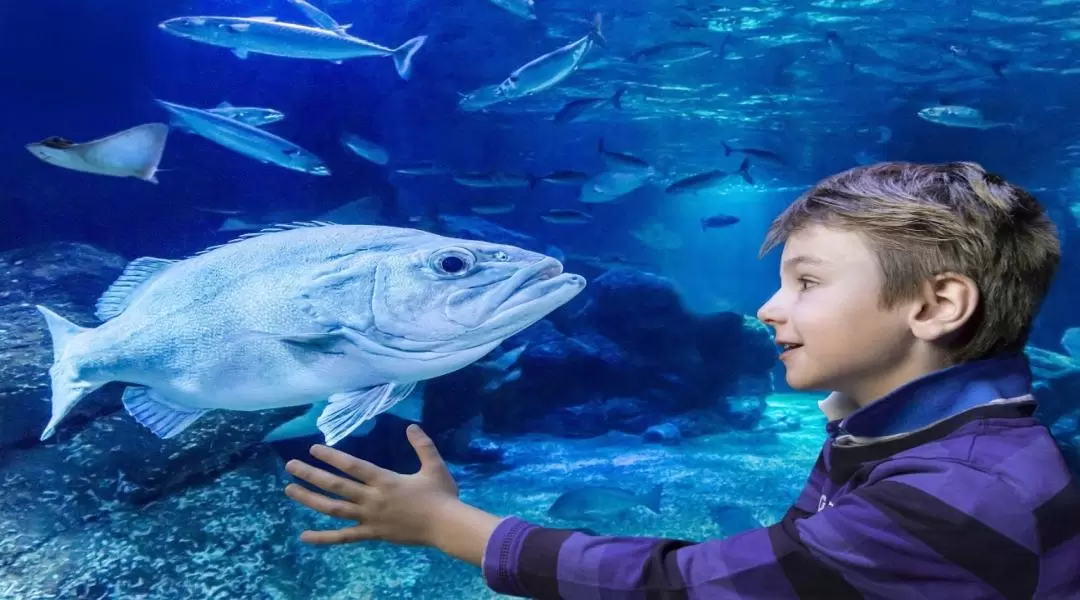 柏林 SEA LIFE 水族館門票