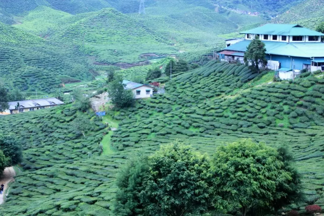 Private Cameron Highlands Nature Discovery Tour from Kuala Lumpur