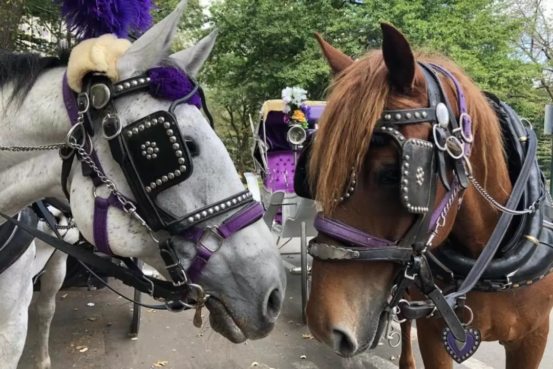 Standard Central Park Horse Carriage Ride Experience in New York