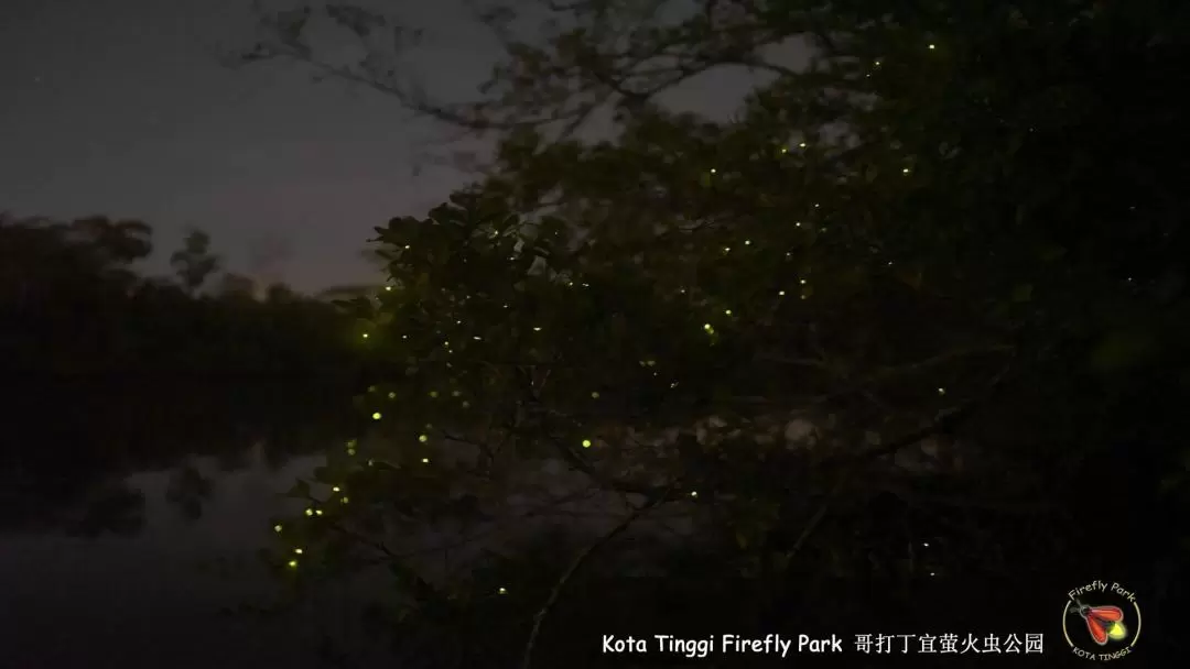 Firefly River Cruise Tour in Kota Tinggi Johor