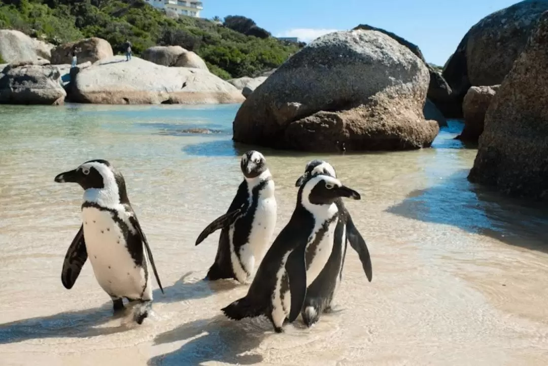 Cape Point and Penguin Tour