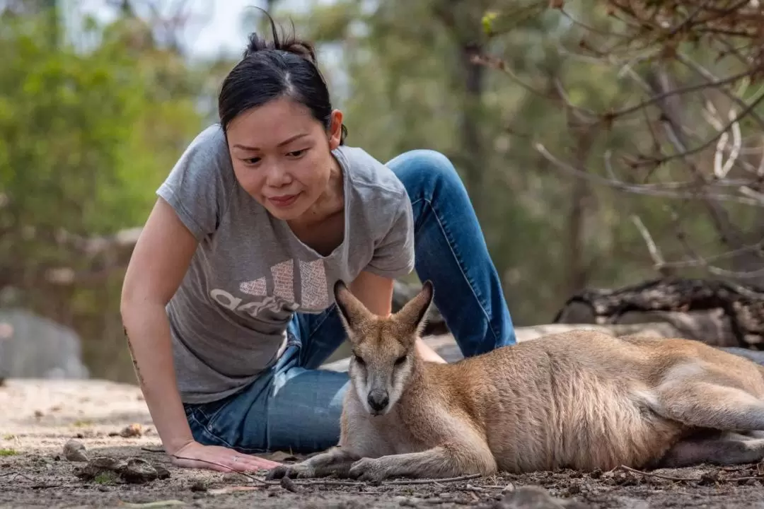 Private Koalas, Kangaroos, and Beaches Day Tour from Sydney