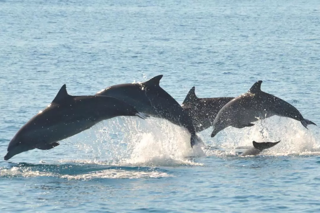 Eco Sailing and Dolphin Watching Adventure in Fraser Island