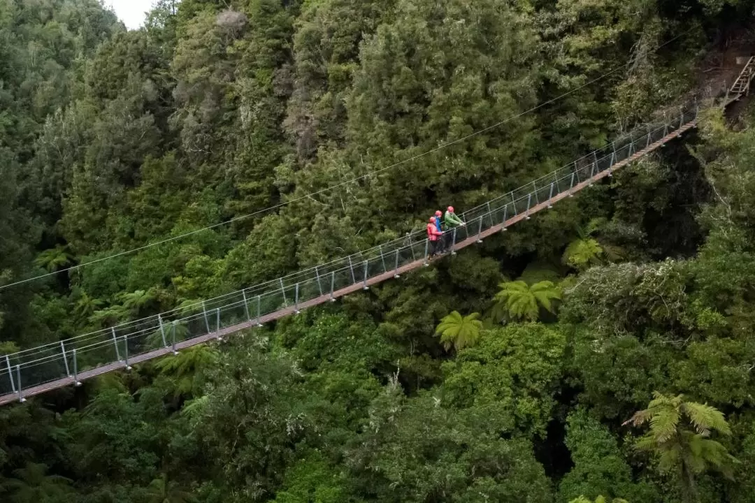 Forest Ziplining Experience in Rotorua