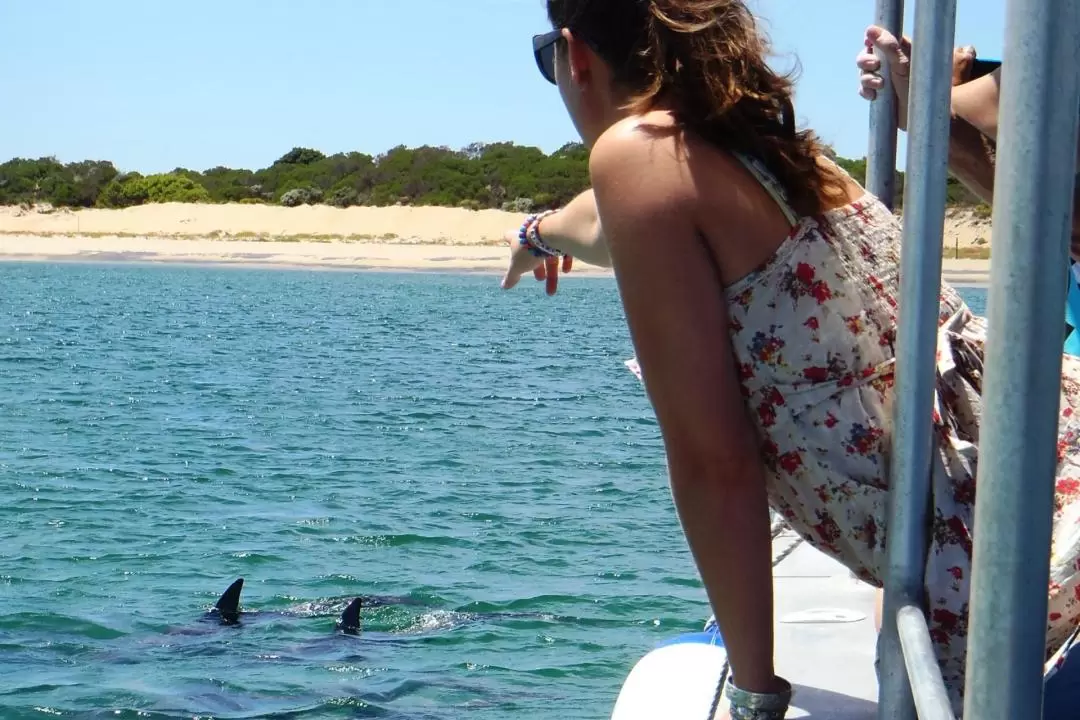 Dolphin Eco Cruise at Dolphin Discovery Centre in Bunbury