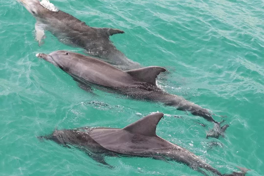 Dolphin Watch Cruise Experience in Jervis Bay 