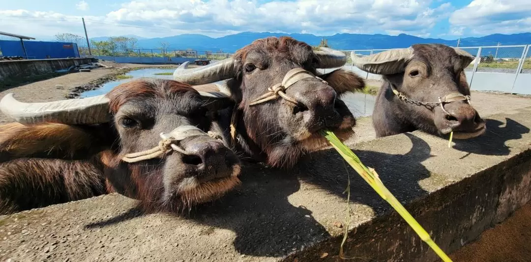 Niutousi Parent-child Farm Ticket in Yilan