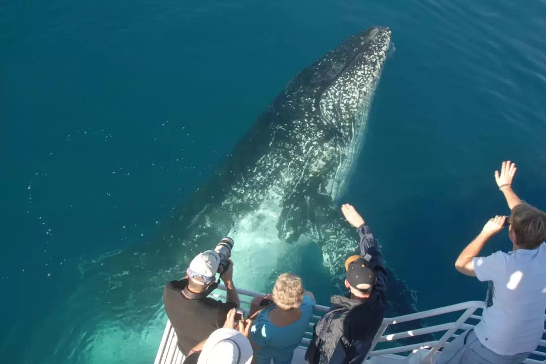 Whalesong Cruises Whale Watching Experience in Hervey Bay