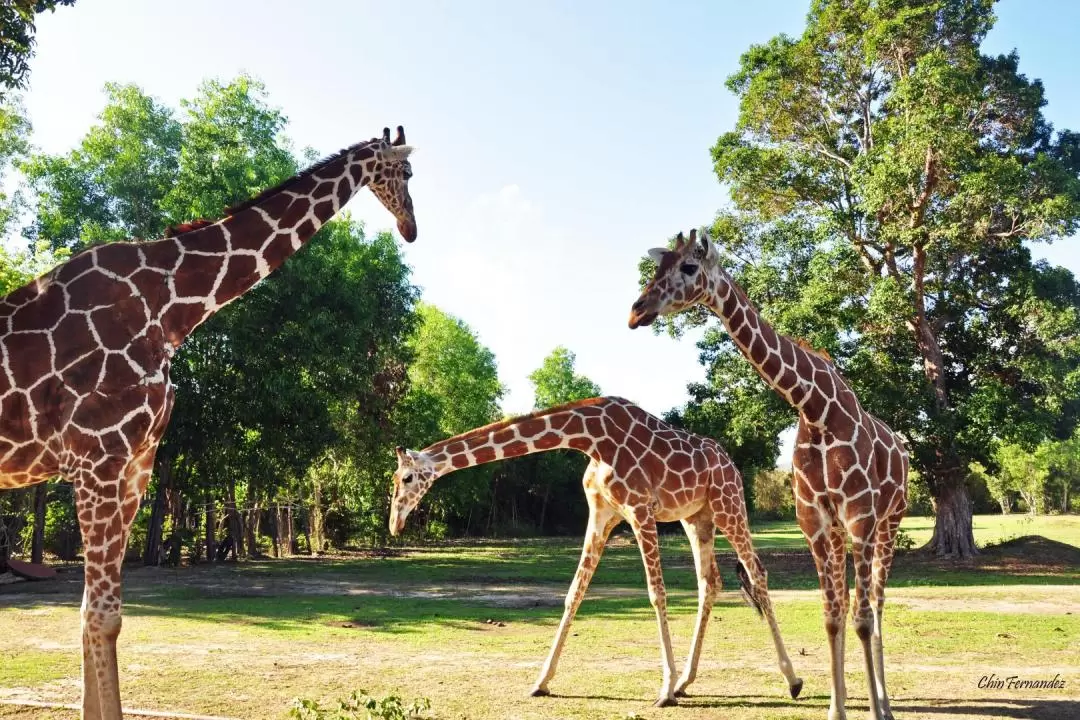 科隆卡拉威特島野生動物園＆海灘之旅