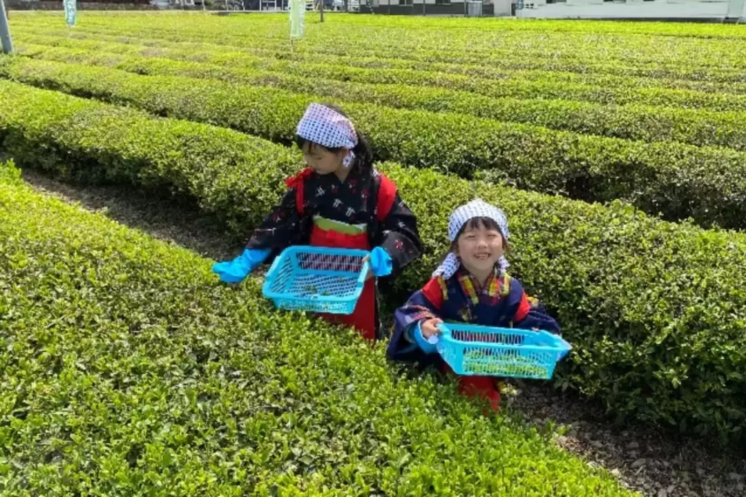 丹波篠山採茶 & 品茶體驗