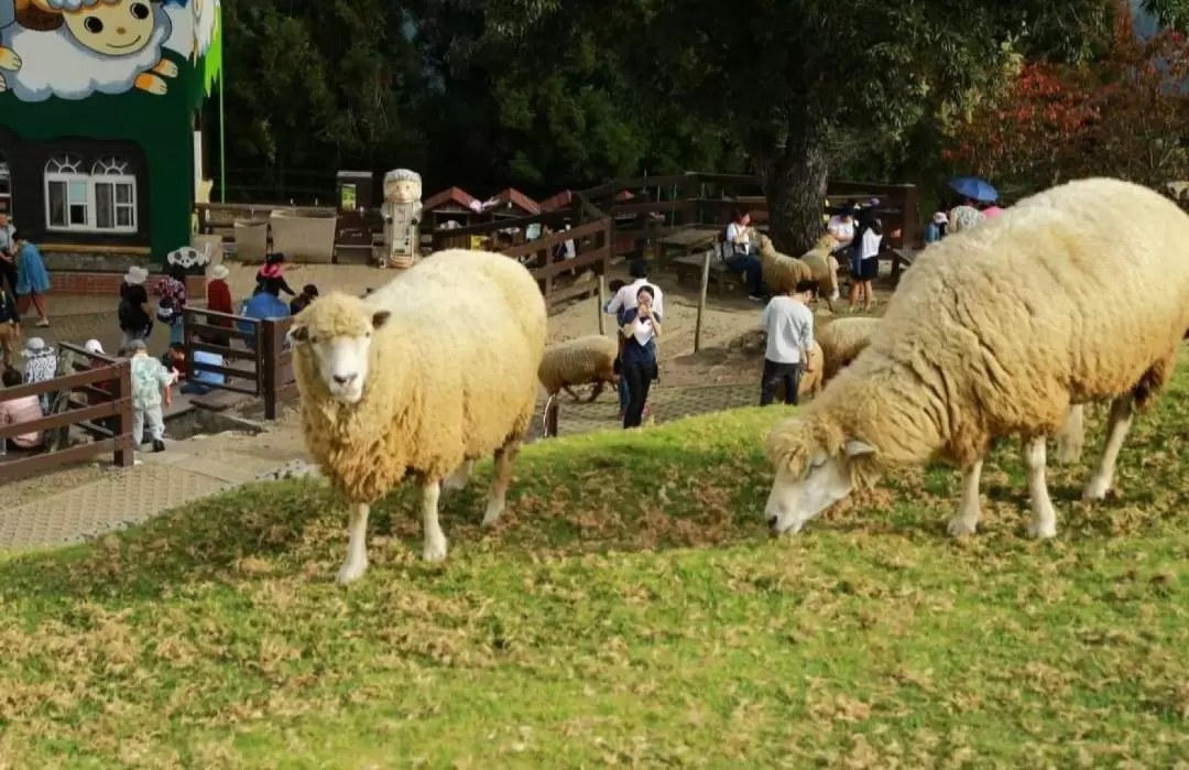 Taichung Gaomei Wetland & Qingjing Farm Day Tour