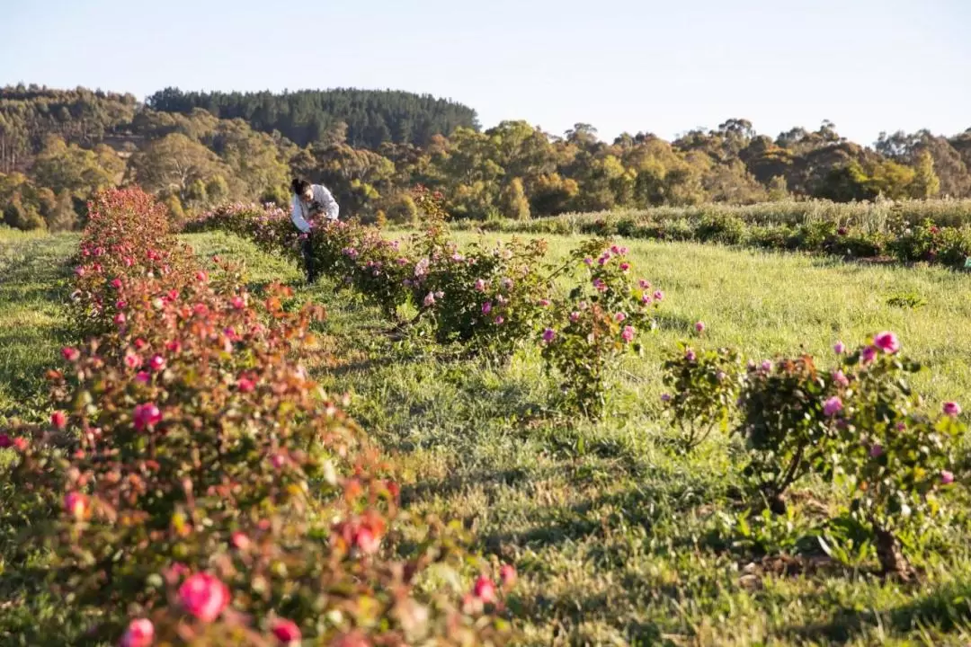 澳大利亞茱莉蔻農場（Jurlique Farm）& 德國村（Hahndorf）山間美食野餐之旅