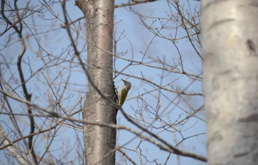 Bird Watch & Nature Cafe Experience with Nature Guide in Sapporo