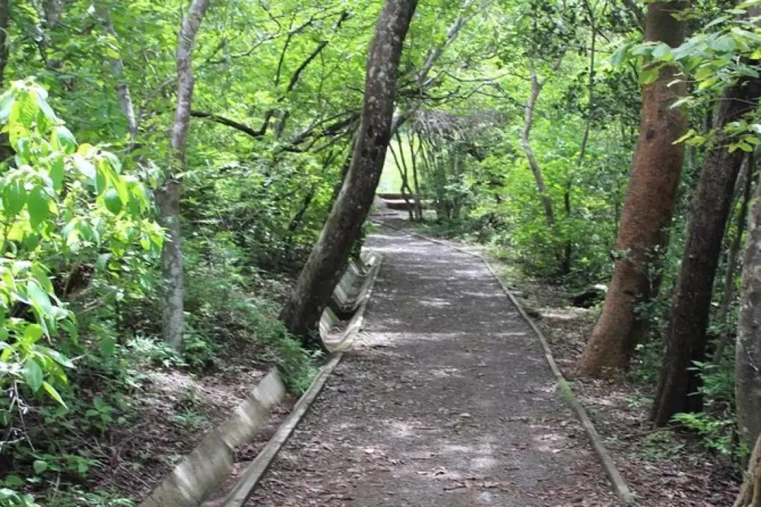 Rincon de la Vieja Active Volcano Walking Tour