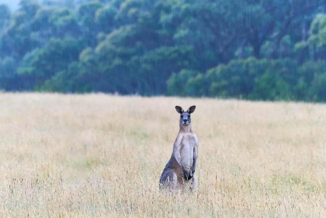 Wildlife Wonders Great Ocean Road  