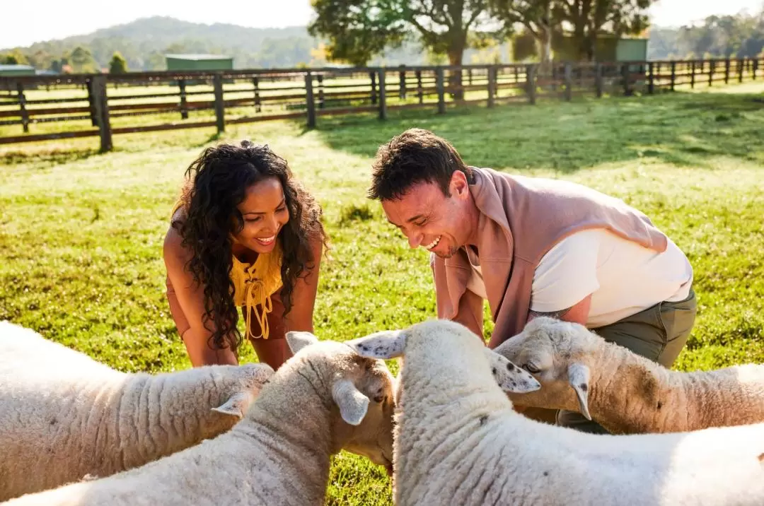 Iris Lodge Alpacas and Farm Animal Feeding Experience