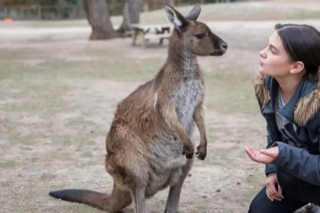 バララット ワイルドライフパーク 入園チケット