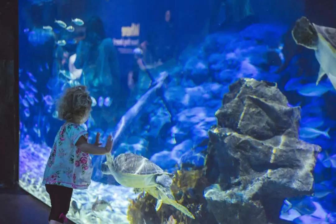 シーライフケリータールトンズ水族館 入館チケット（オークランド）