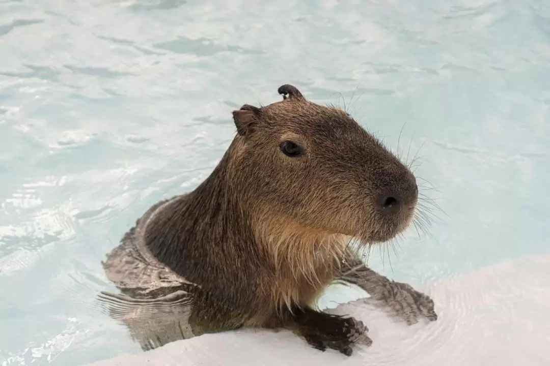 Pingtung Kenting Paradise of capybara Ticket