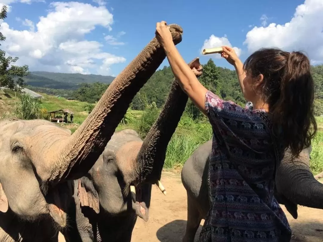 Mae Wang Po Ngurn Elephants Sanctuary Half Day Tour 