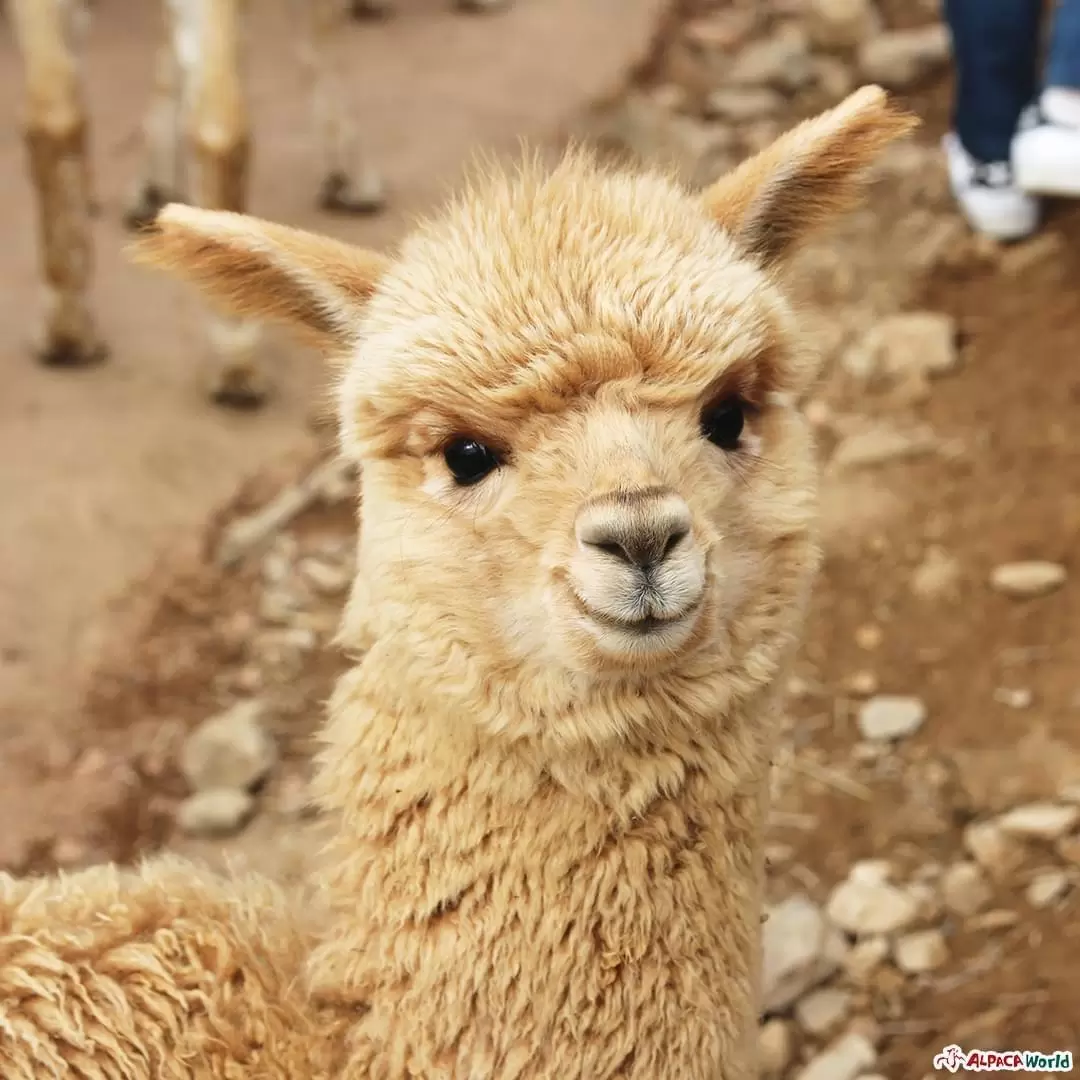 Customized Alpaca World & Nami Island & Gangchon Rail Bike Day Tour