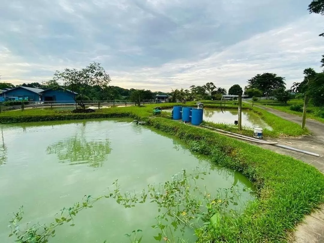 Agriculture and Fish Farming Sustainability Tour at Jalan Lekar