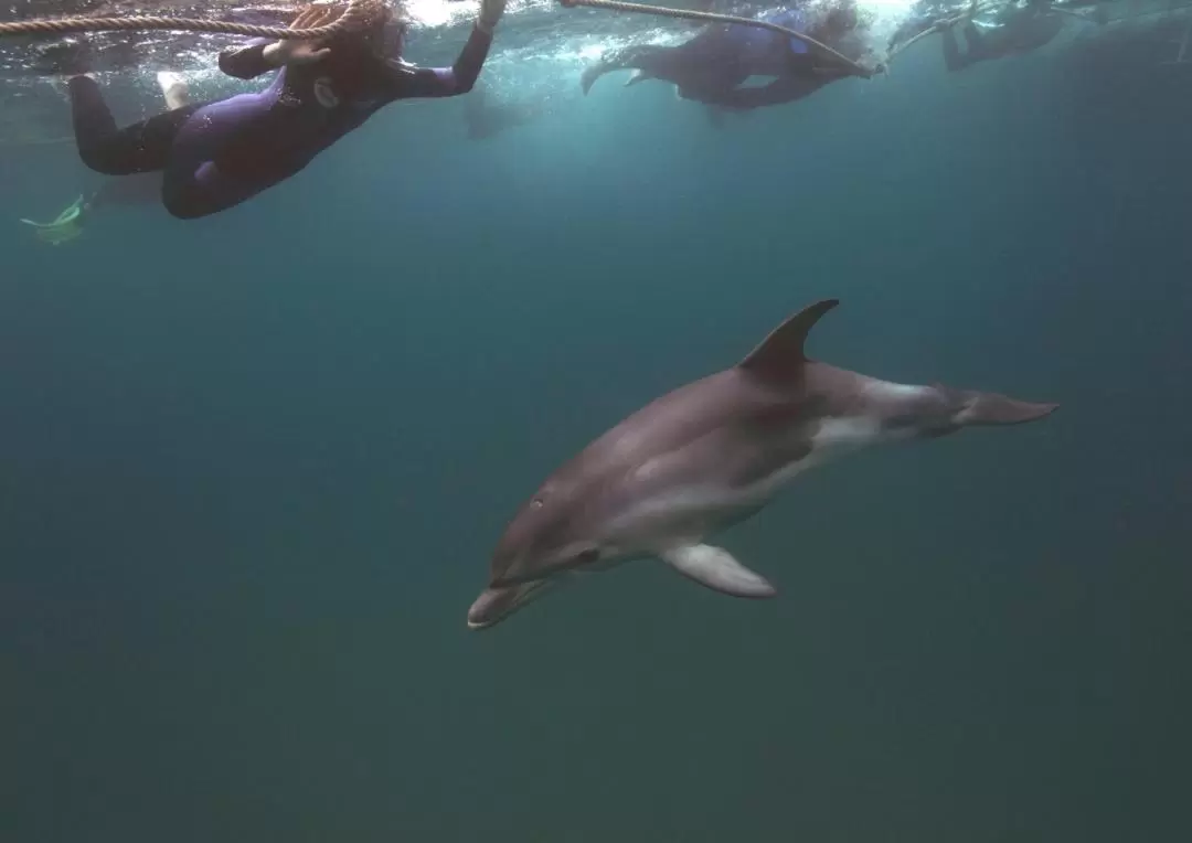 莫宁顿半岛海豚 & 海豹海底同游体验