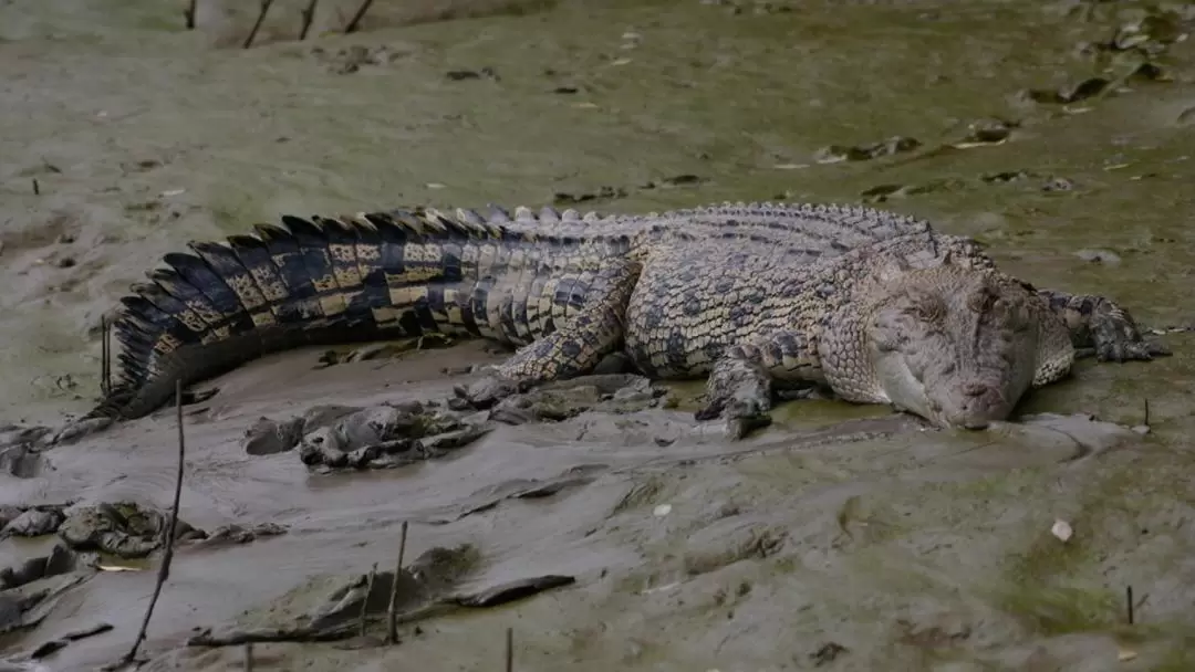 Whitsunday Crocodile Safari Full-Day Cruise from Hamilton Island