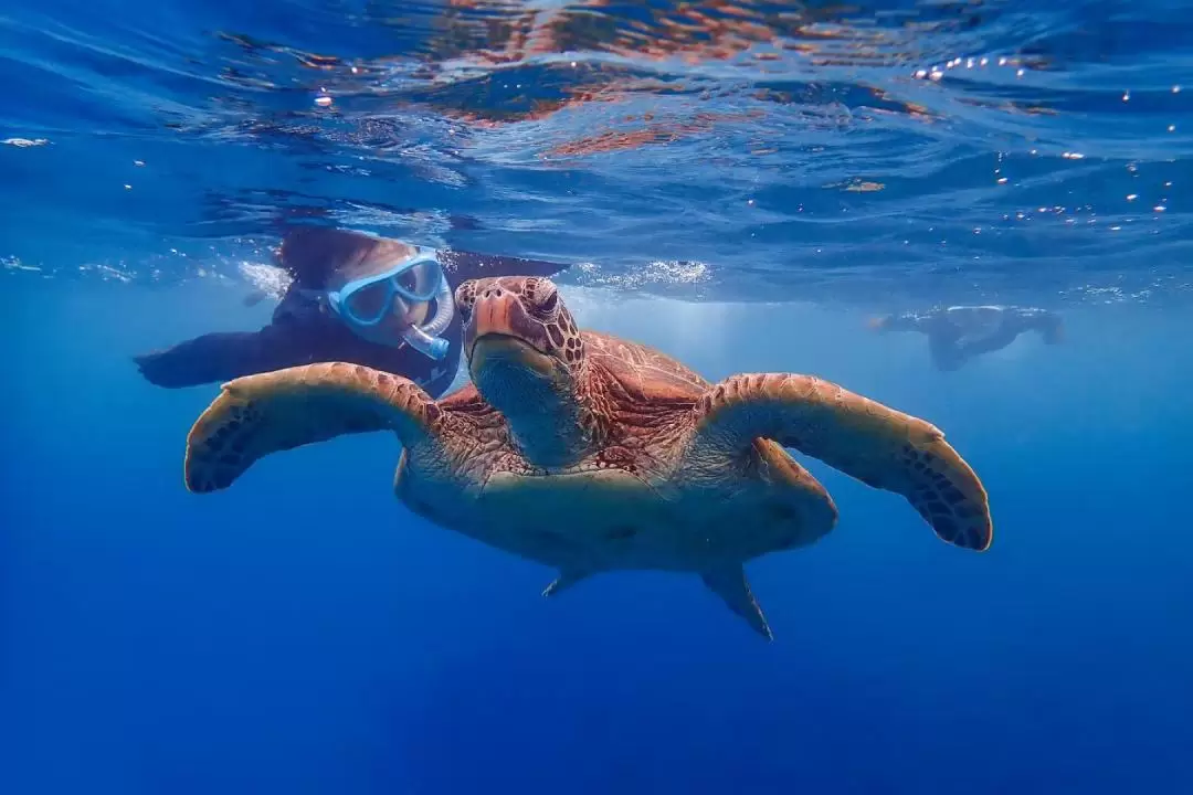 Sea turtle snorkeling experience (Yakushima)