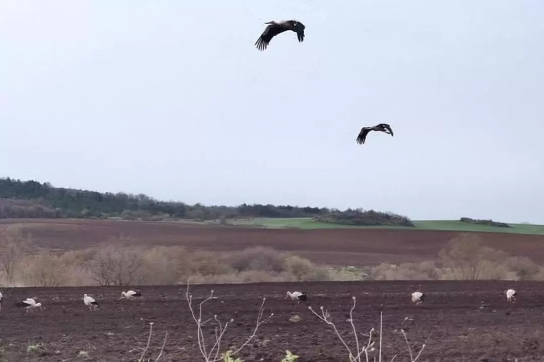 Private Birdwatching at 3 Unique Spots Experience from Sofia