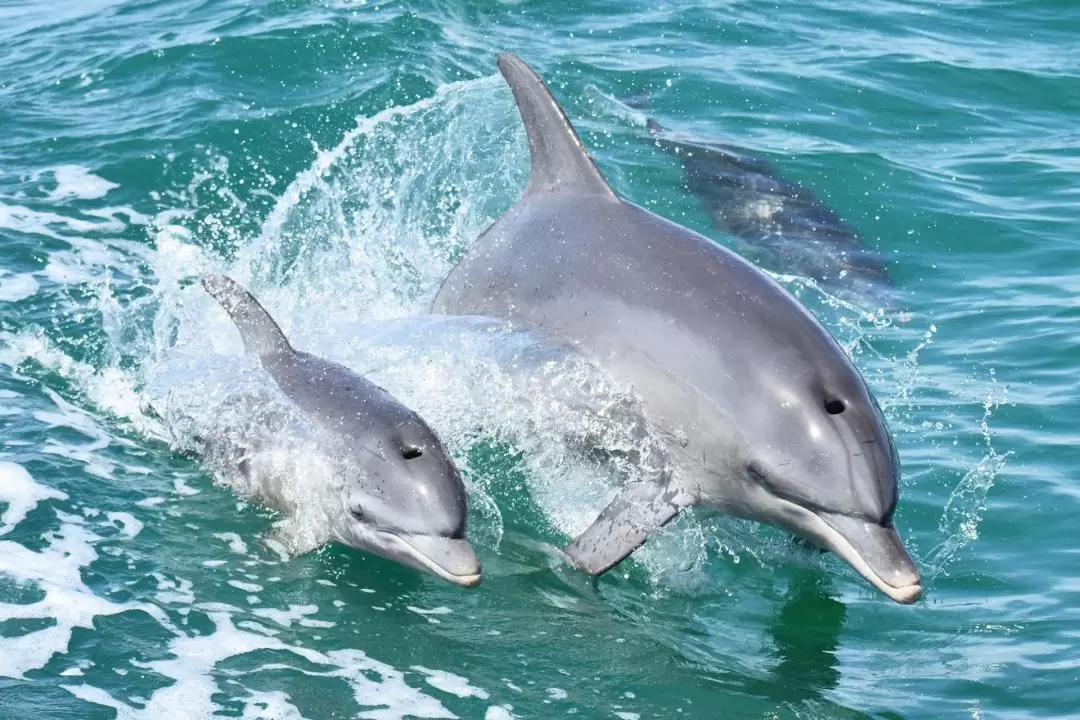 Mandurah Dolphin Cruise and Views Tour