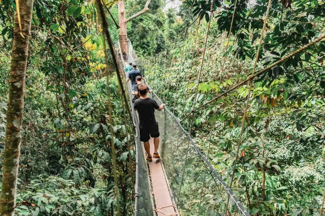 Kinabalu Park & Poring Hot Spring Tour