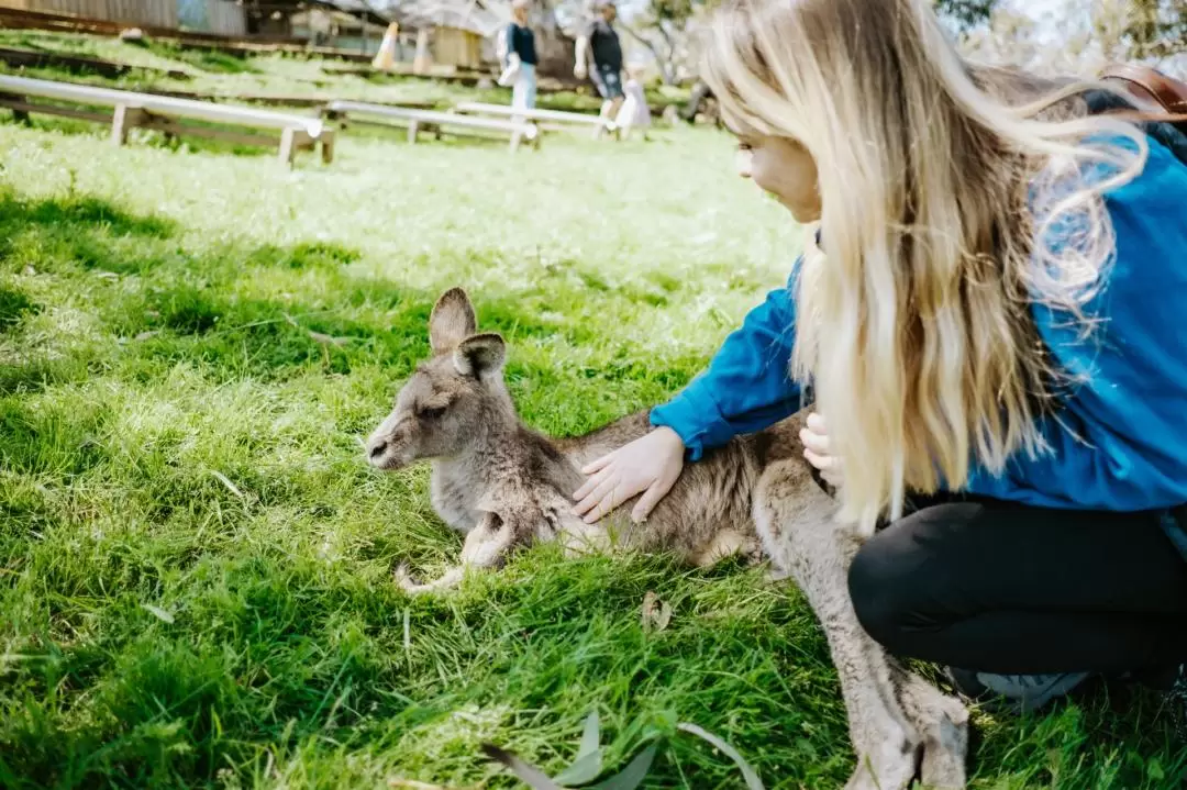 Bonorong Wildlife Sanctuary and Richmond Day Tour from Hobart with Tasmanian Mountain Stops