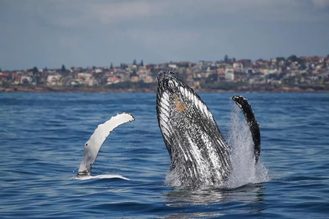 3-Hour Whale Watching Cruise on Sydney Harbour