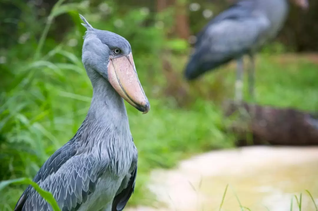 ロウリーパーク動物園 入園チケット（タンパ）