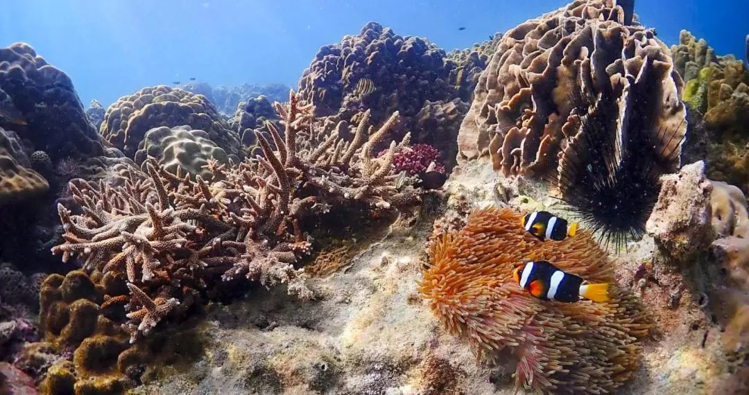 Nemo Snorkeling Experience by Speedboat from Pattaya