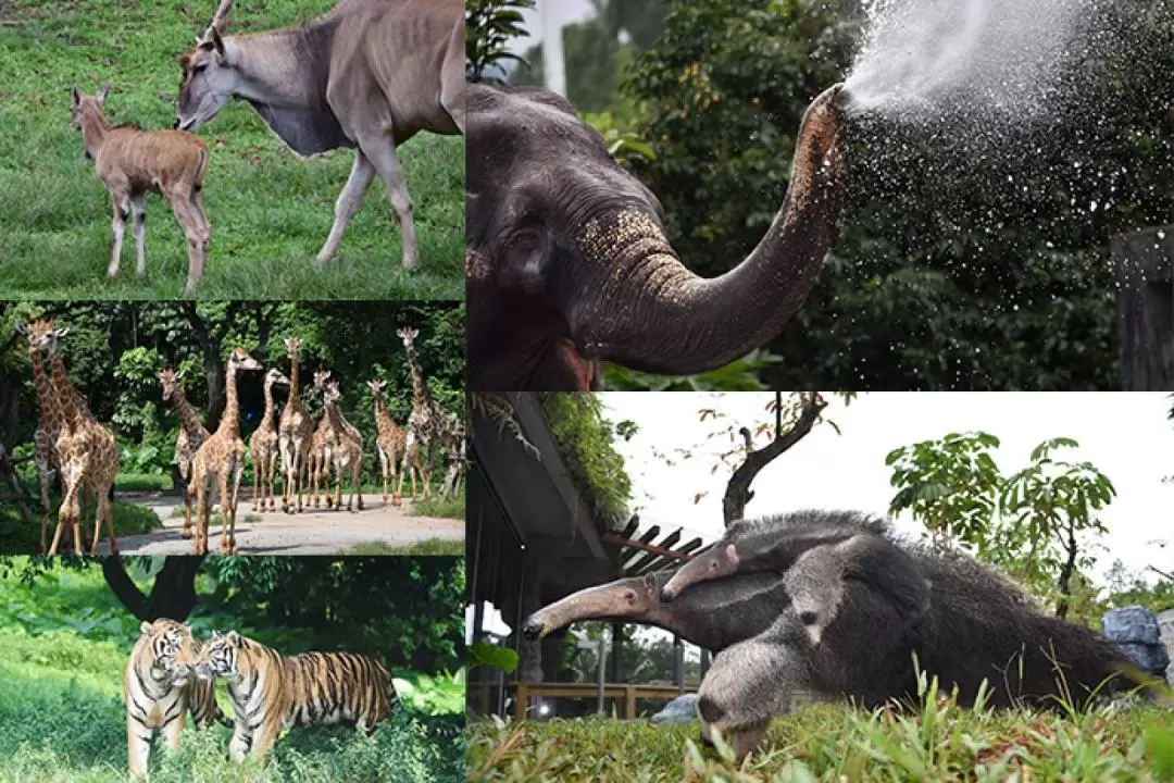 [Limited time offer] Shenzhen Wildlife Park Tickets