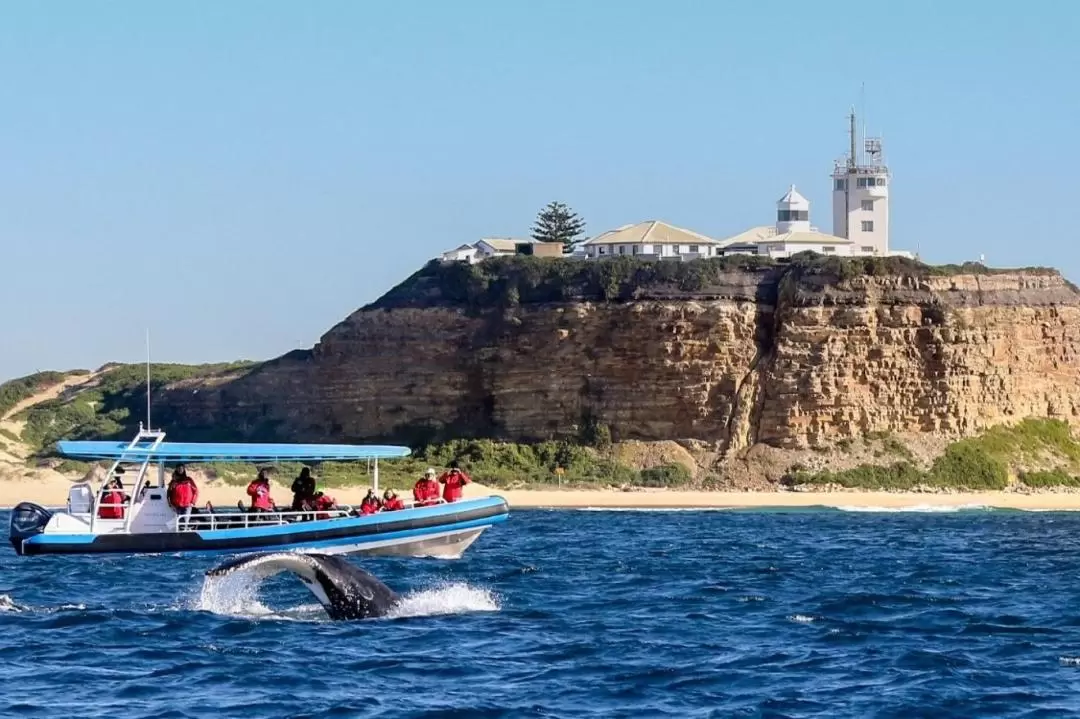 Newcastle Whale Watching Cruise