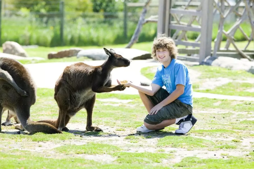 Philip Island Day Tour (Chinese speaking guide) 