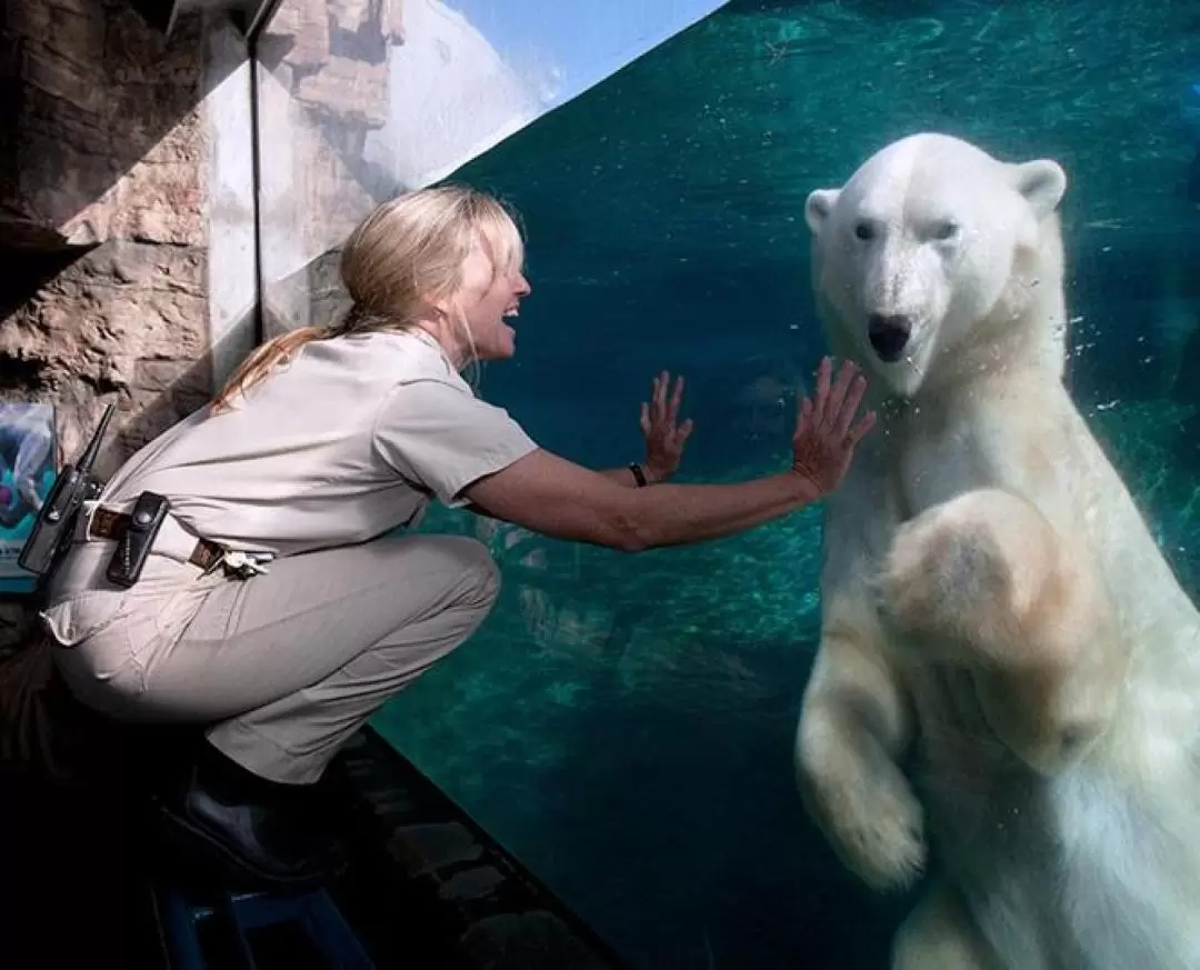 サンディエゴ動物園 入園チケット