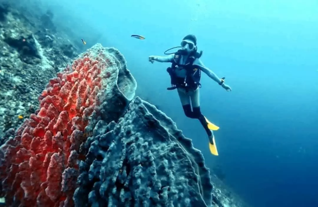 Leisure Diving Experience in Semporna Island