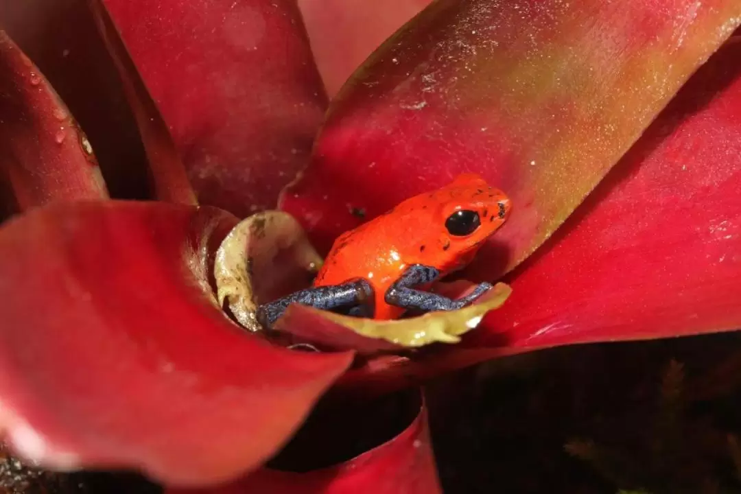 Interactive Frog Museum KawaZoo