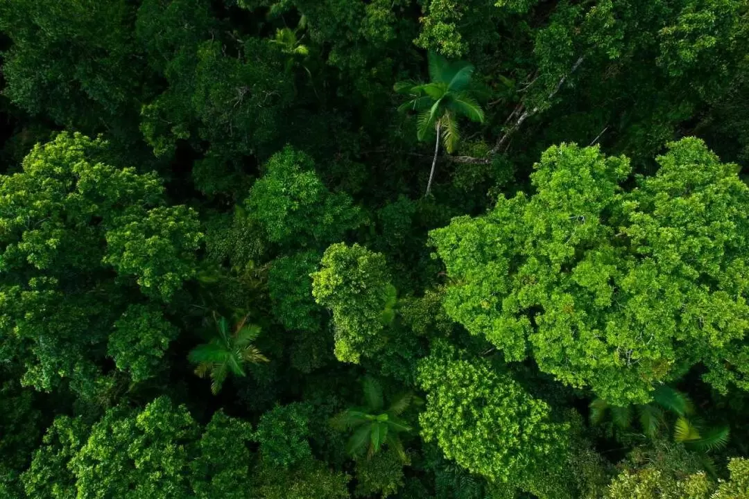 Rainforestation Nature Park Day Trip from Cairns