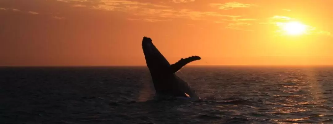 Sunset Whale Watching Cruise from Exmouth