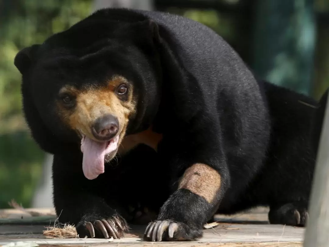 1泊2日 野生動物に会える セピロックジャングルリゾートツアー（サンダカン）